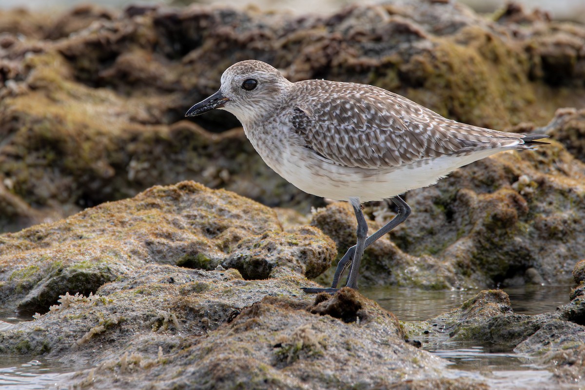 灰斑鴴 - ML645524328