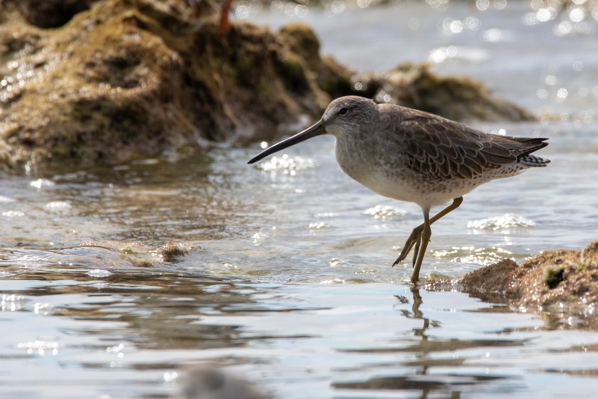 短嘴半蹼鷸 - ML645524333