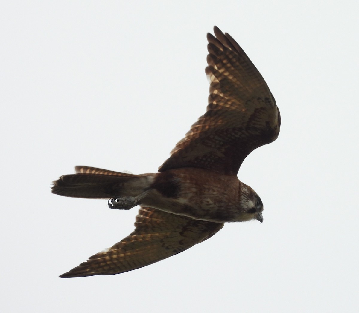 Brown Falcon - ML645524334