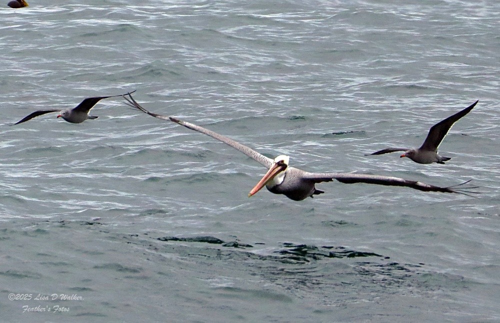 Heermann's Gull - ML645524339