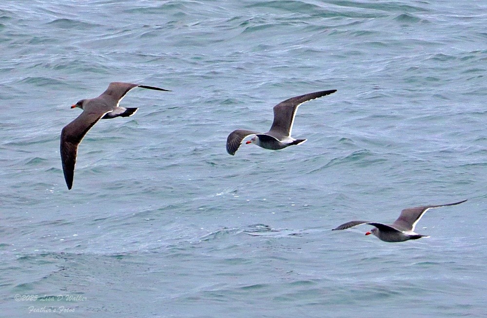 Heermann's Gull - ML645524340