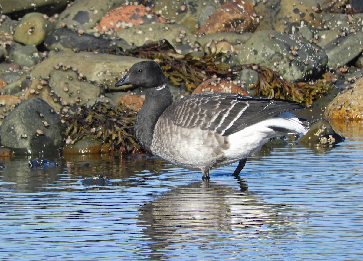 Brant (Pale-bellied) - ML645524341