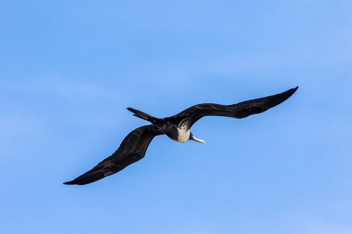 Magnificent Frigatebird - ML645524347