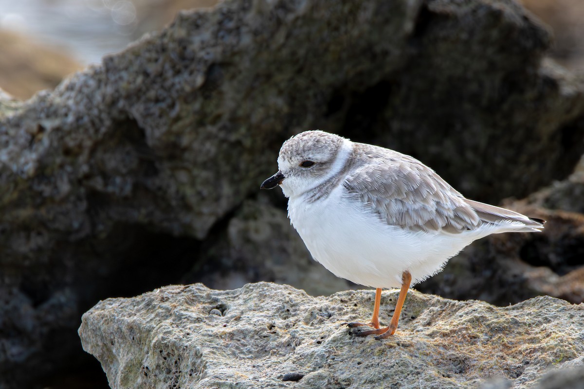 Flötenregenpfeifer - ML645524359