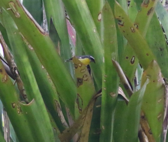 Sucrier à ventre jaune - ML645524360