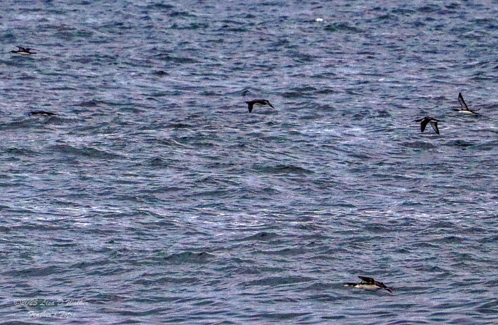 Pacific Loon - ML645524362