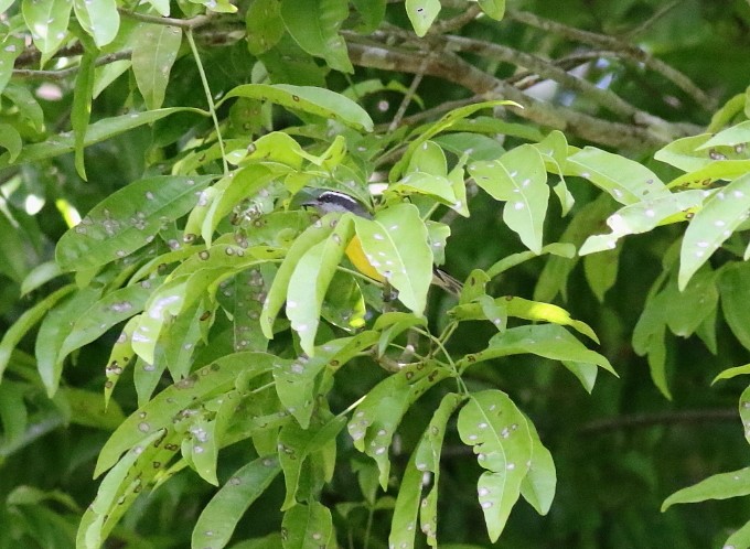 Sucrier à ventre jaune - ML645524365