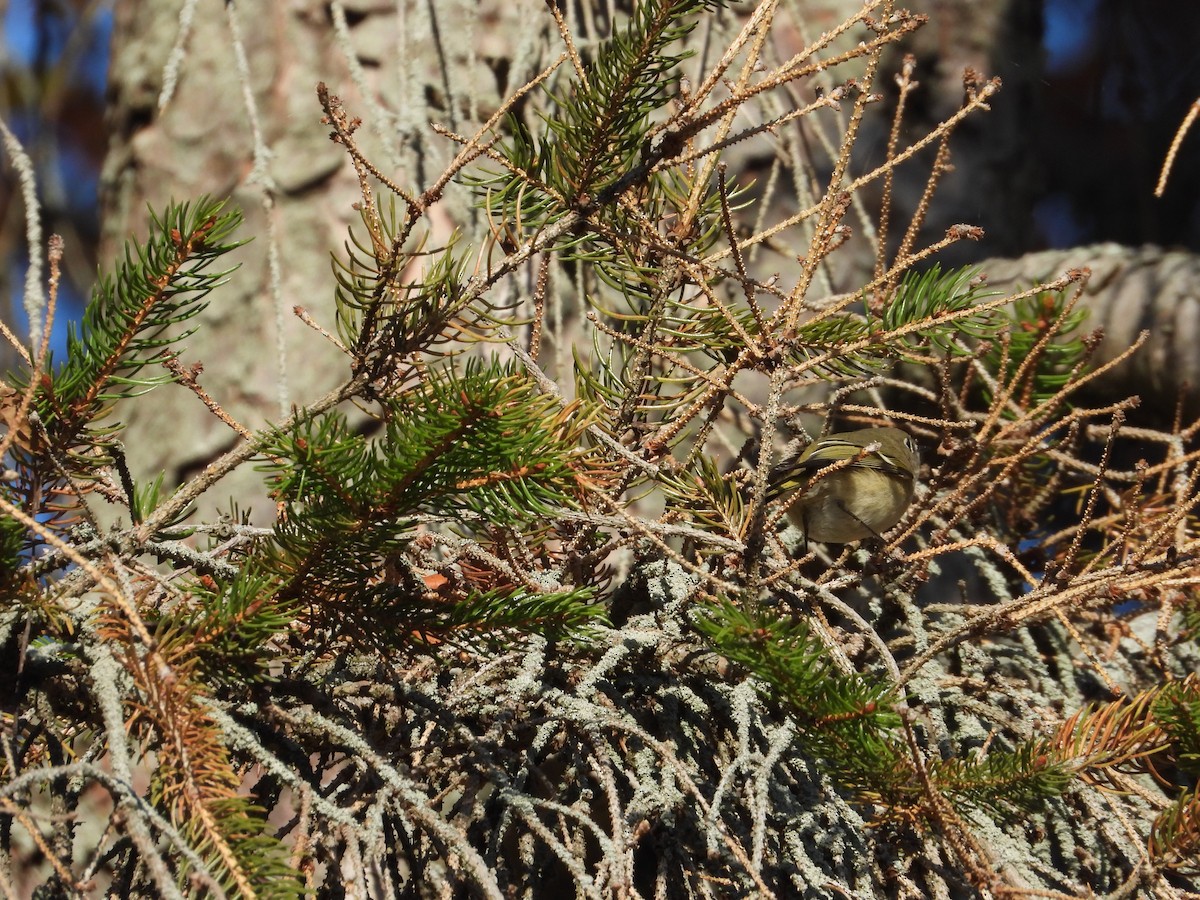 Ruby-crowned Kinglet - ML645524374