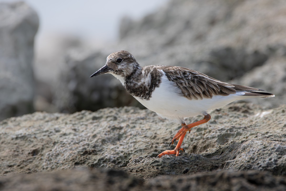 翻石鷸 - ML645524375