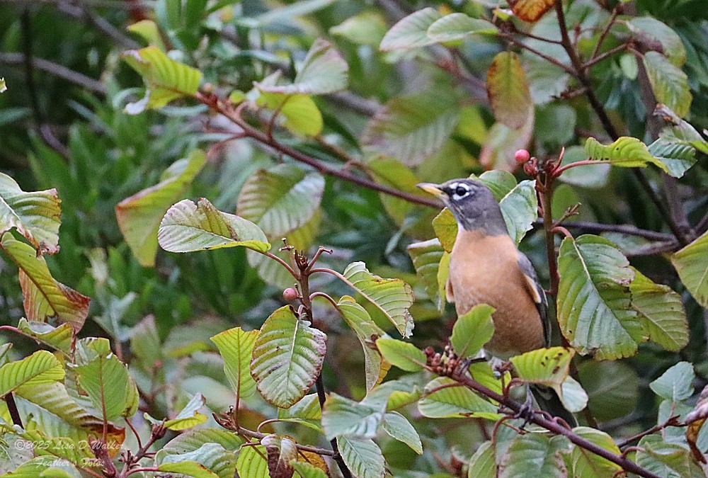 American Robin - ML645524379
