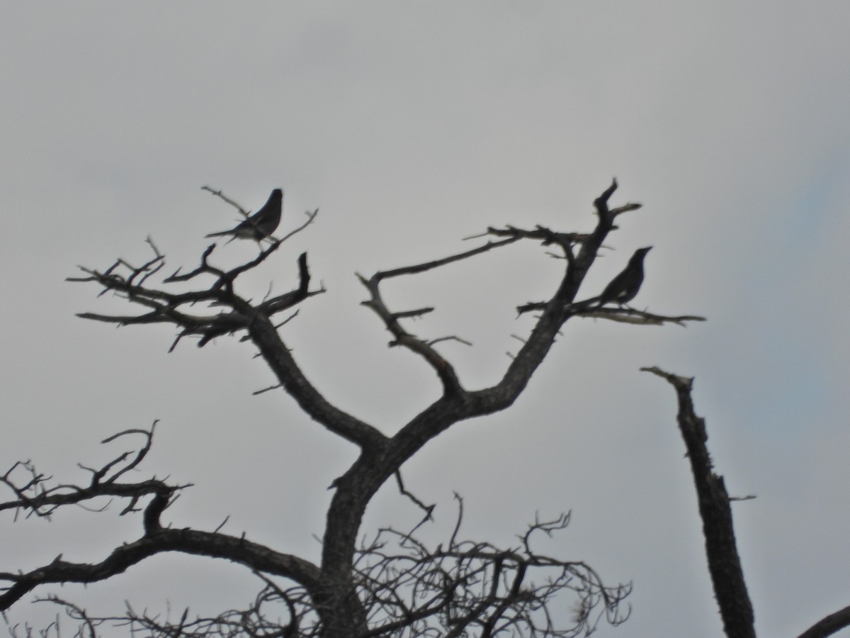 Verdugo Pío - ML645524380