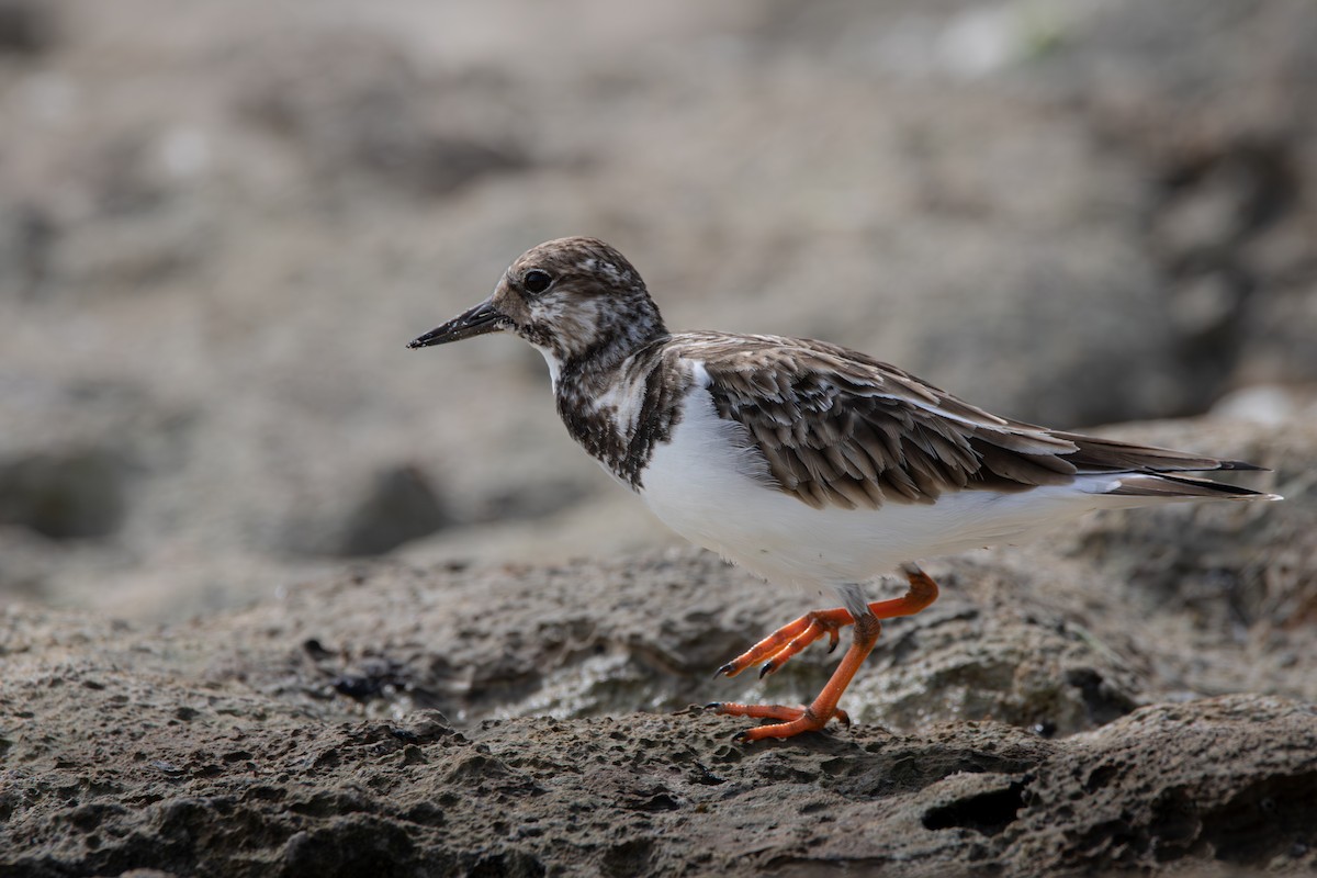 翻石鷸 - ML645524381