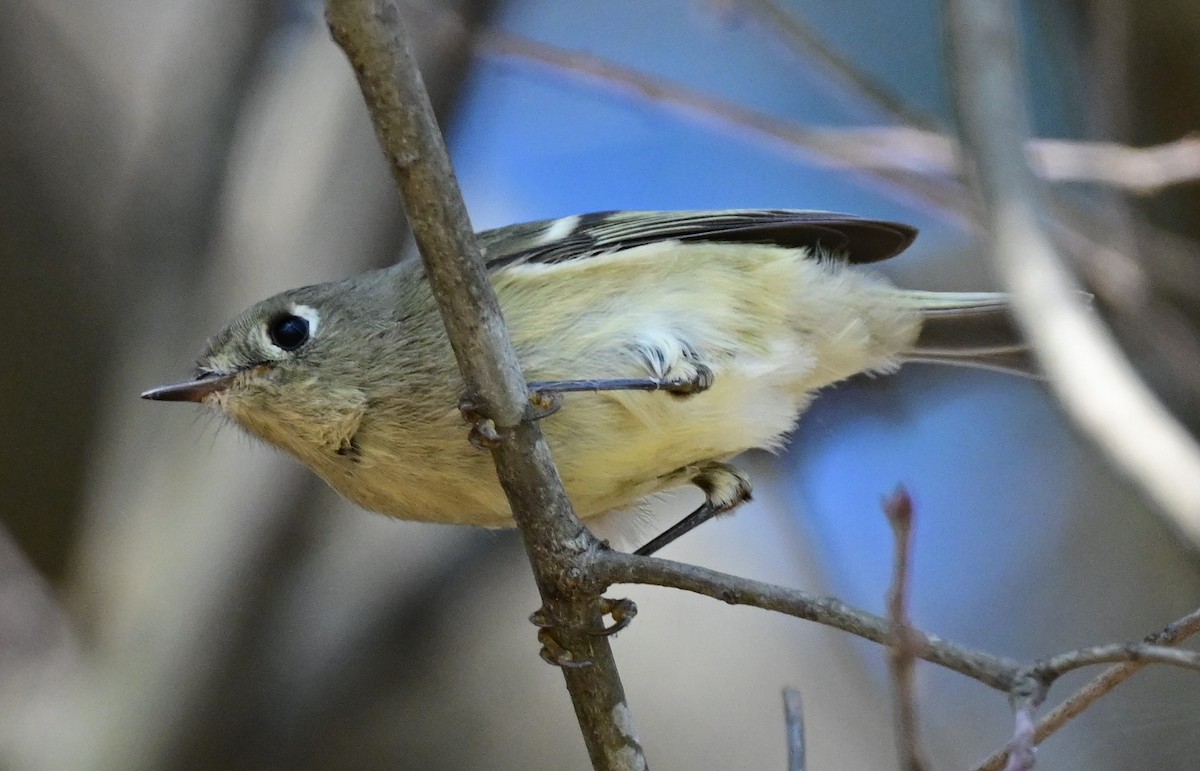 Ruby-crowned Kinglet - ML645524382