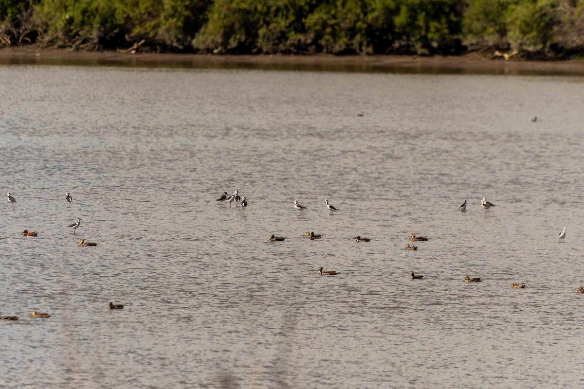Yellow-billed Pintail - ML645524387