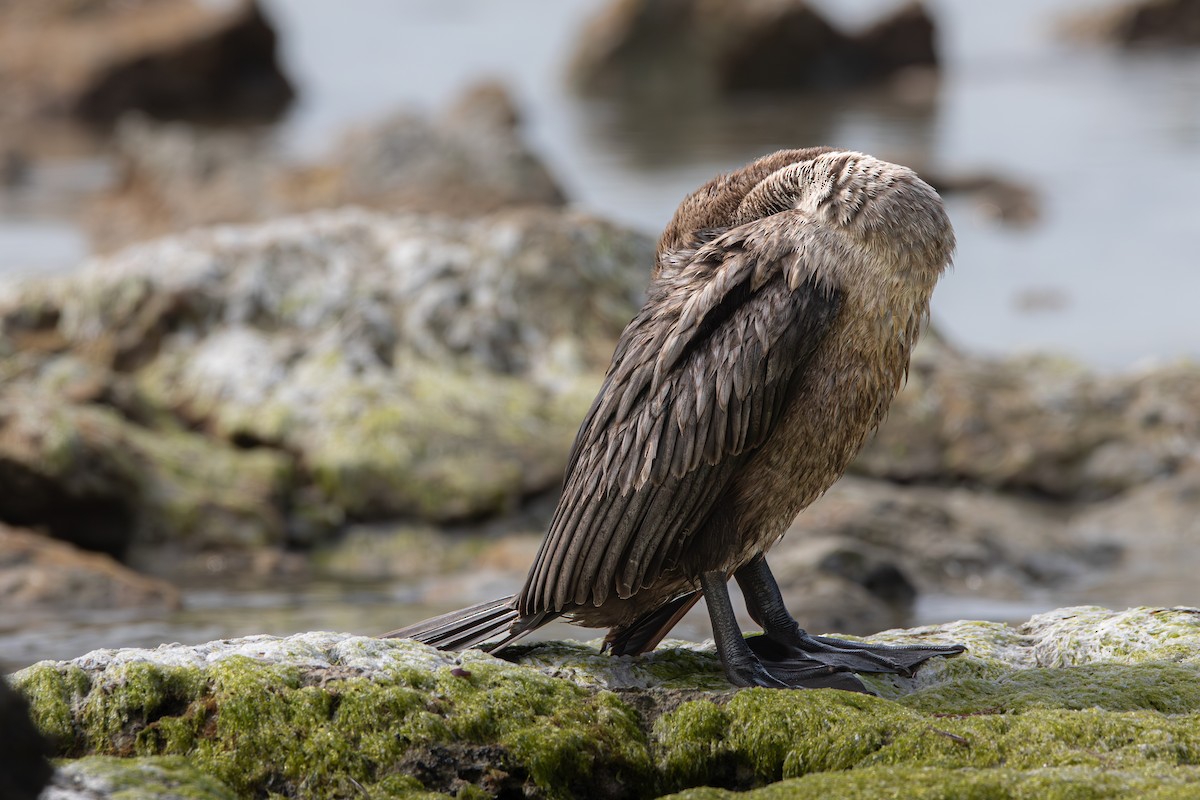 Double-crested Cormorant - ML645524388