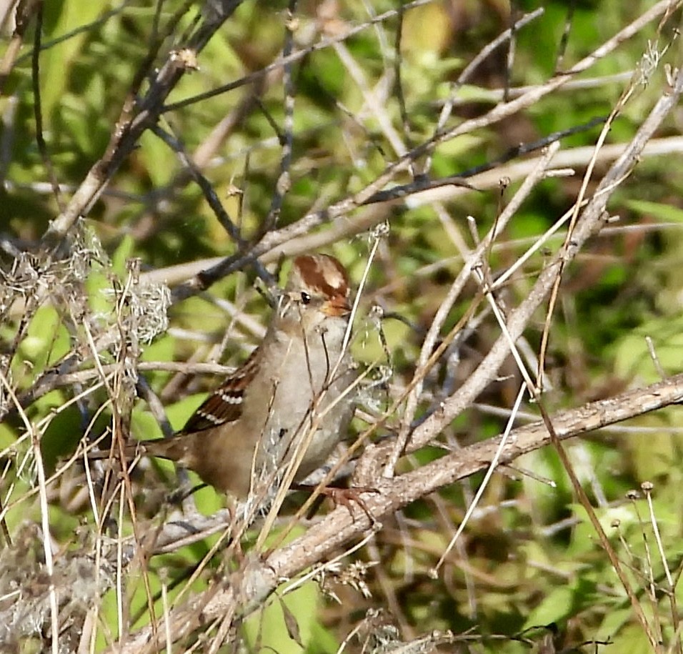 White-crowned Sparrow - ML645524389