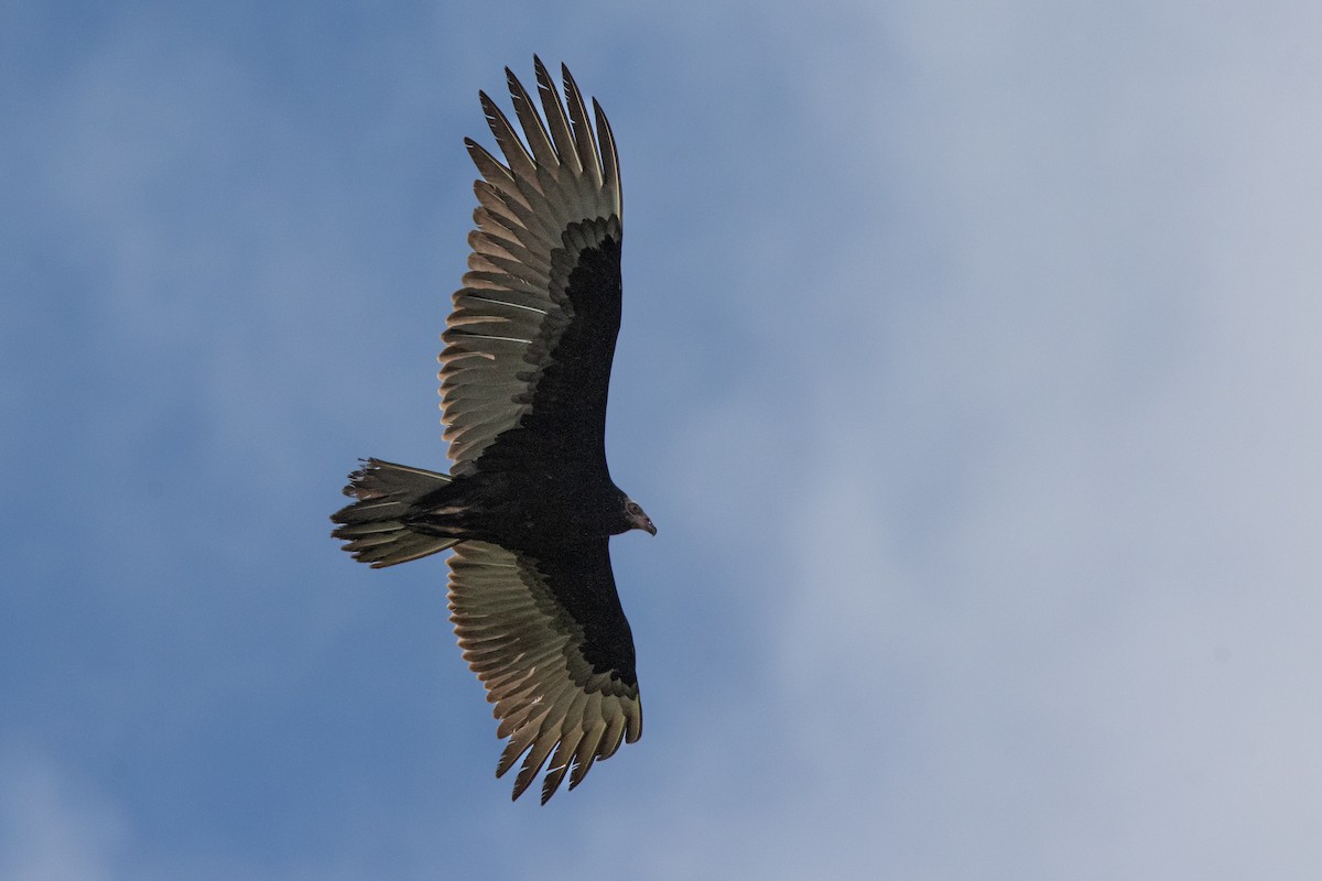 Turkey Vulture (Northern) - ML645524396