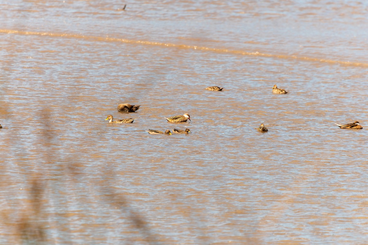 Bahamaente - ML645524398