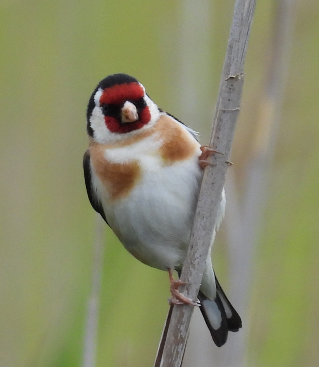 Cardellino - ML645524400