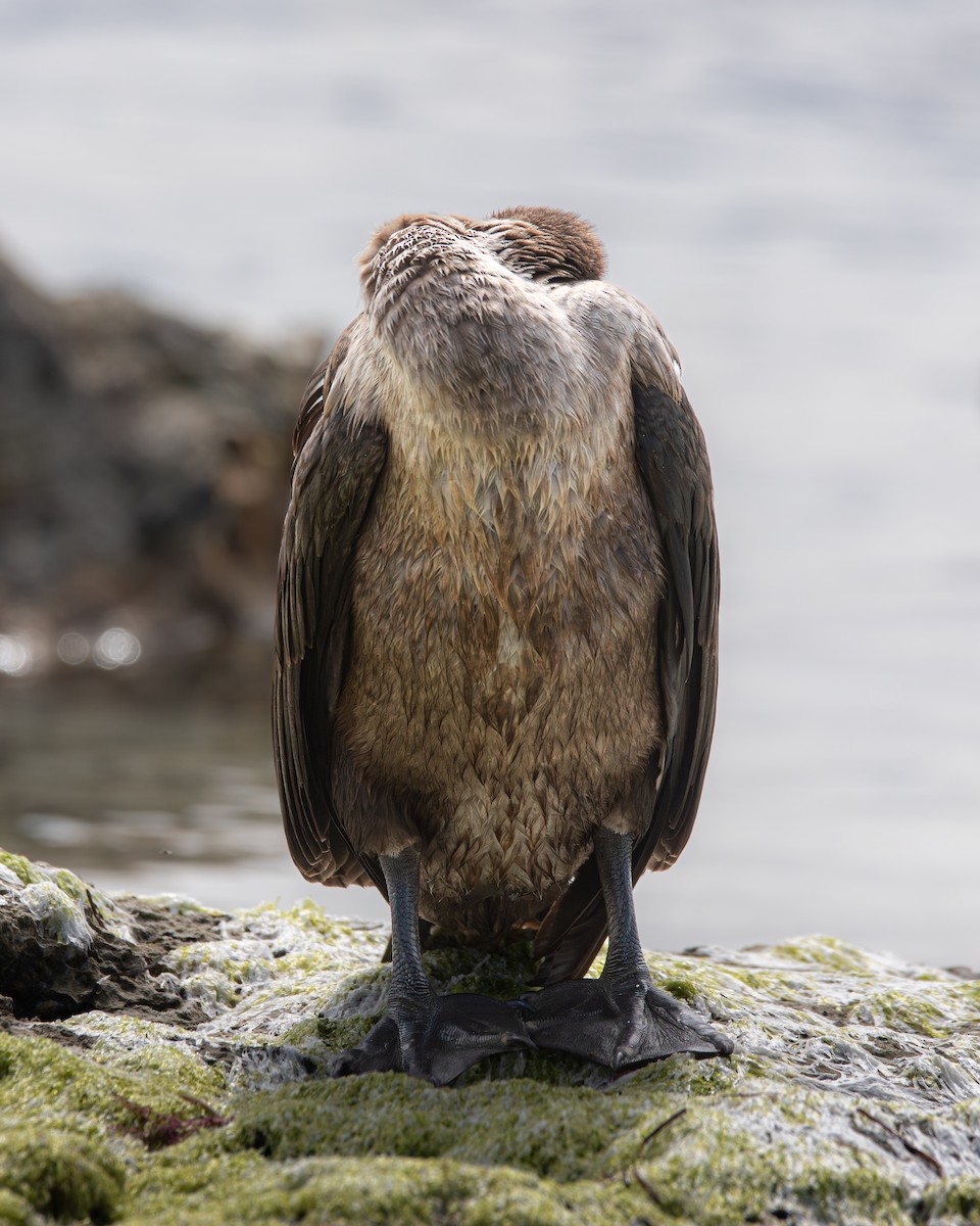 Double-crested Cormorant - ML645524407
