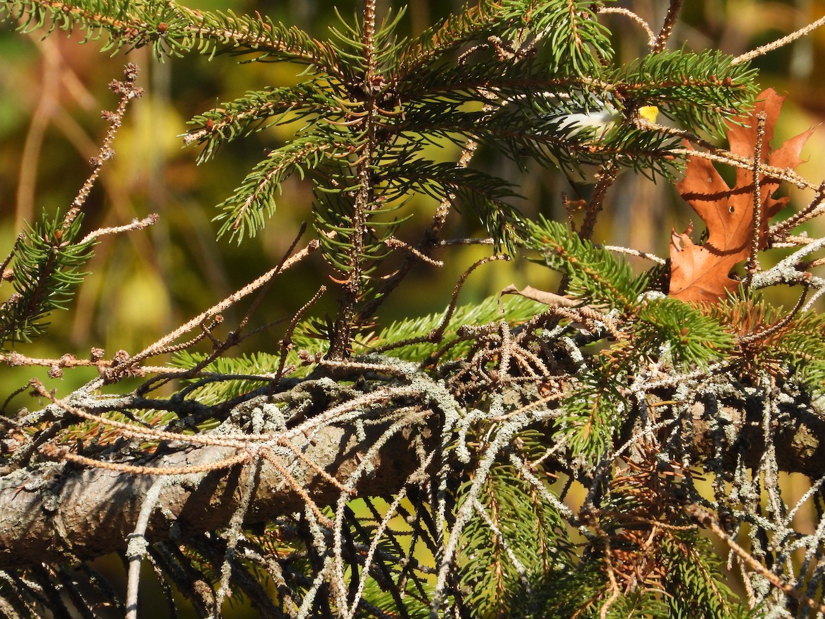 Northern Parula - ML645524408