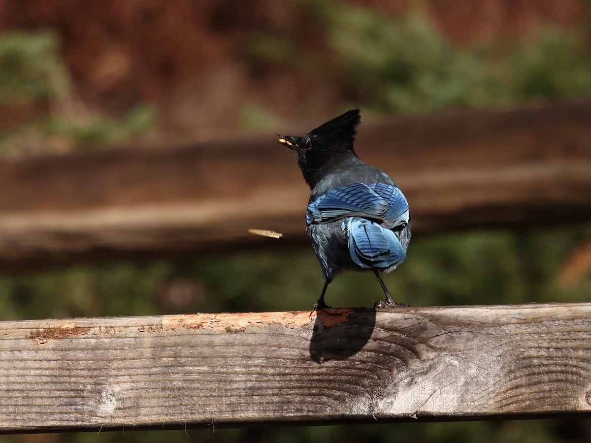 Chara de Steller - ML645524428