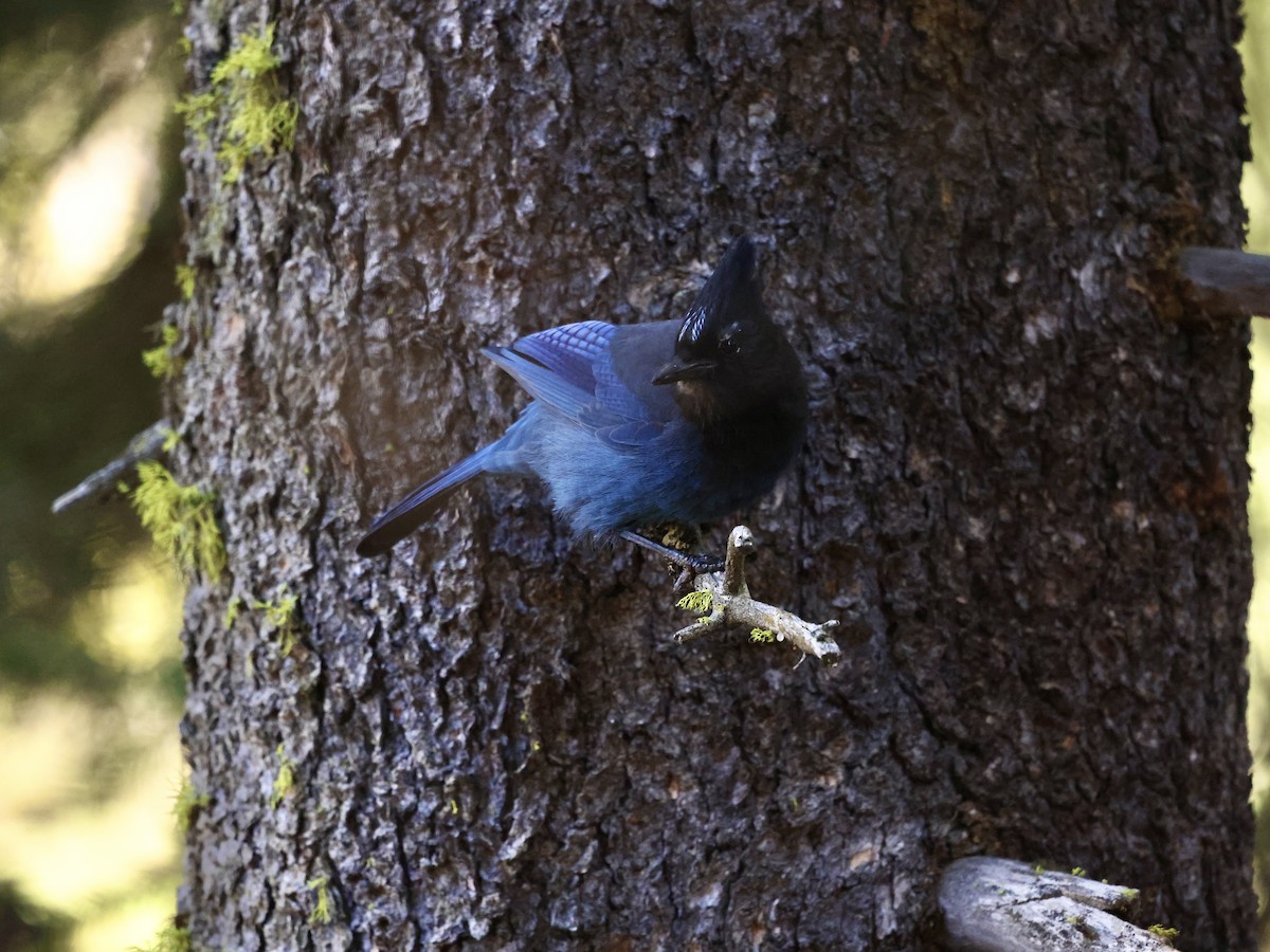 Chara de Steller - ML645524429