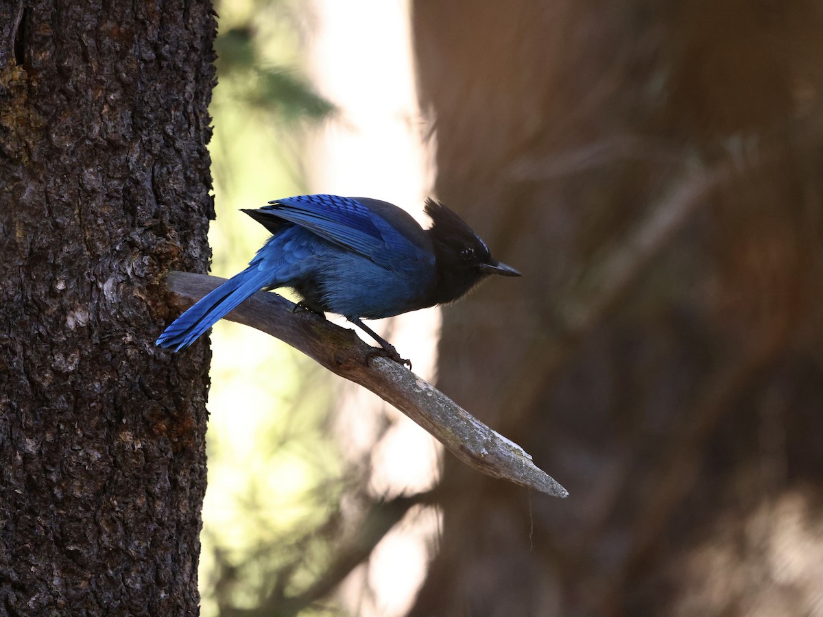 Chara de Steller - ML645524431