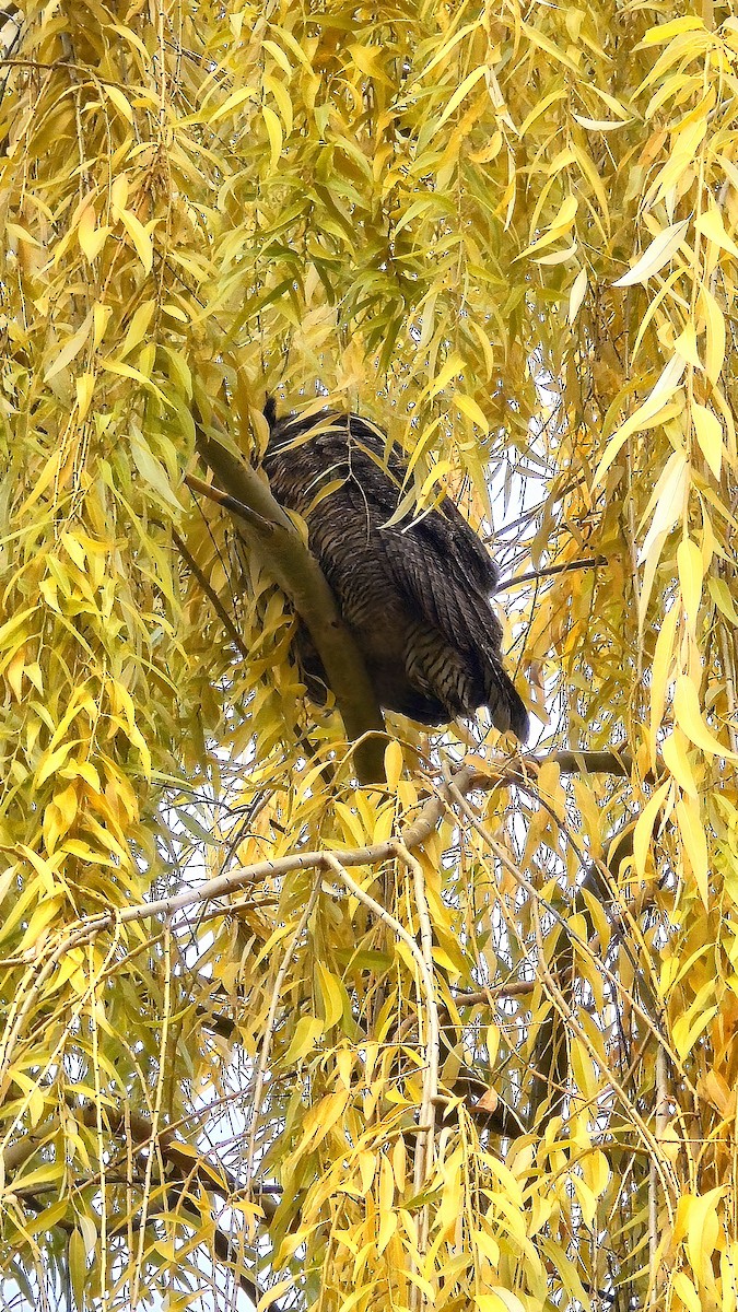 Great Horned Owl - ML645524447