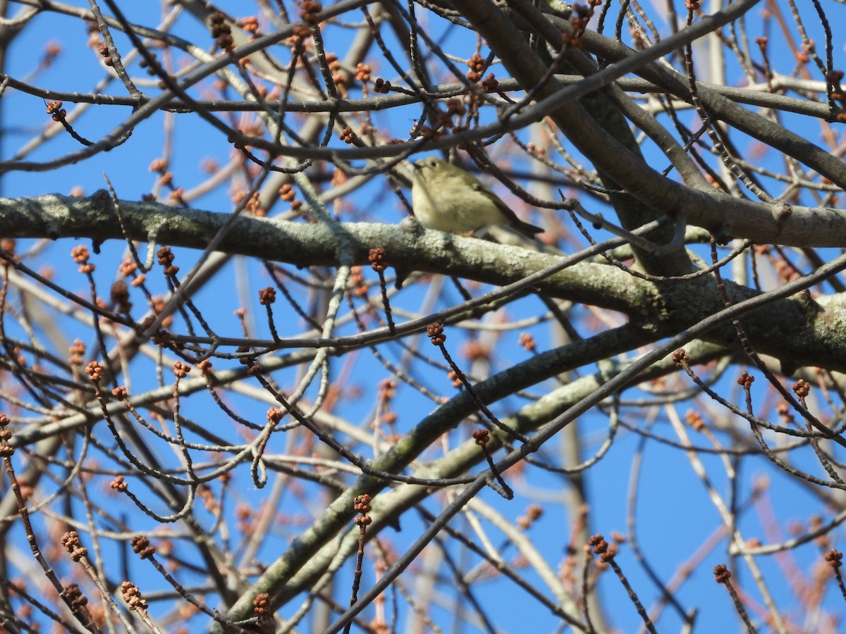 Ruby-crowned Kinglet - ML645524450