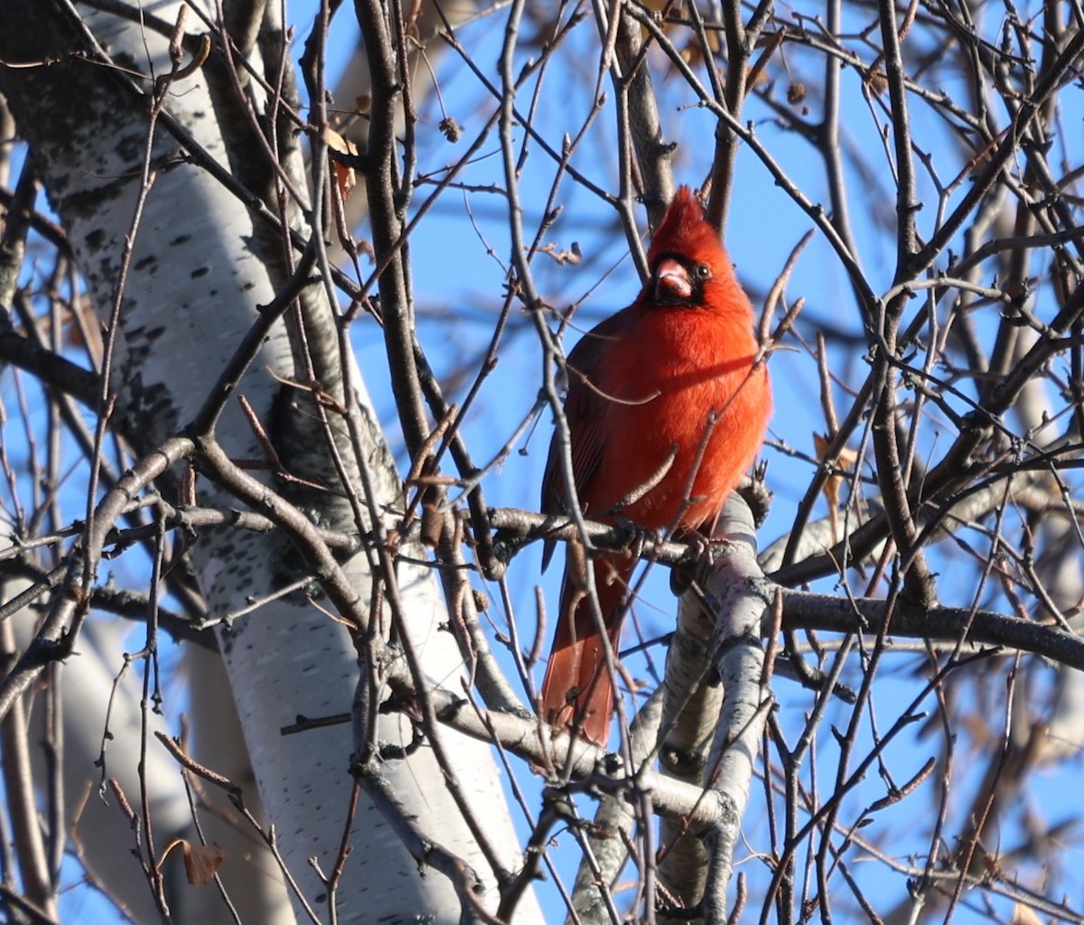 Cardinal rouge - ML645524451