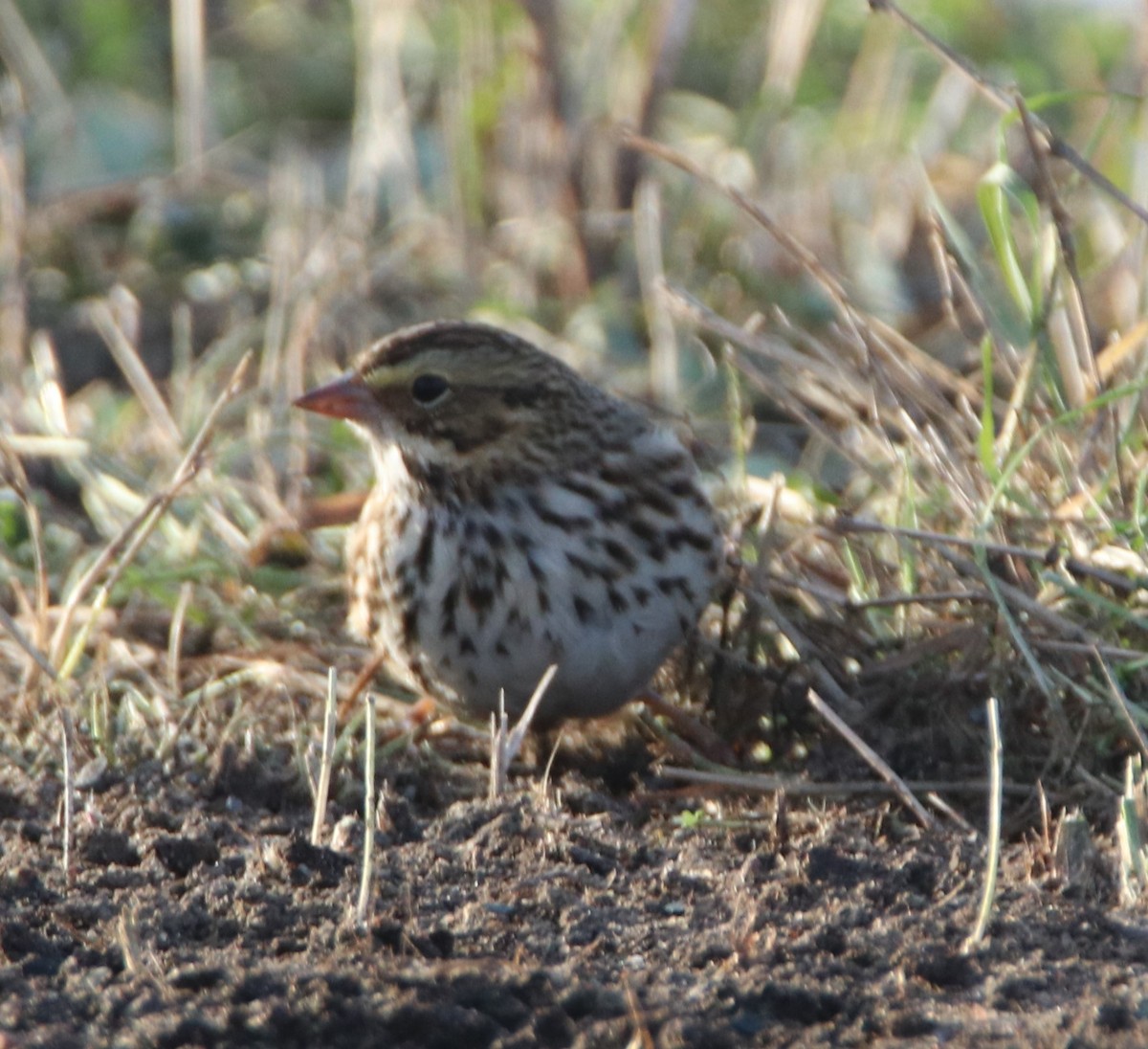 Savannah Sparrow - ML645524457