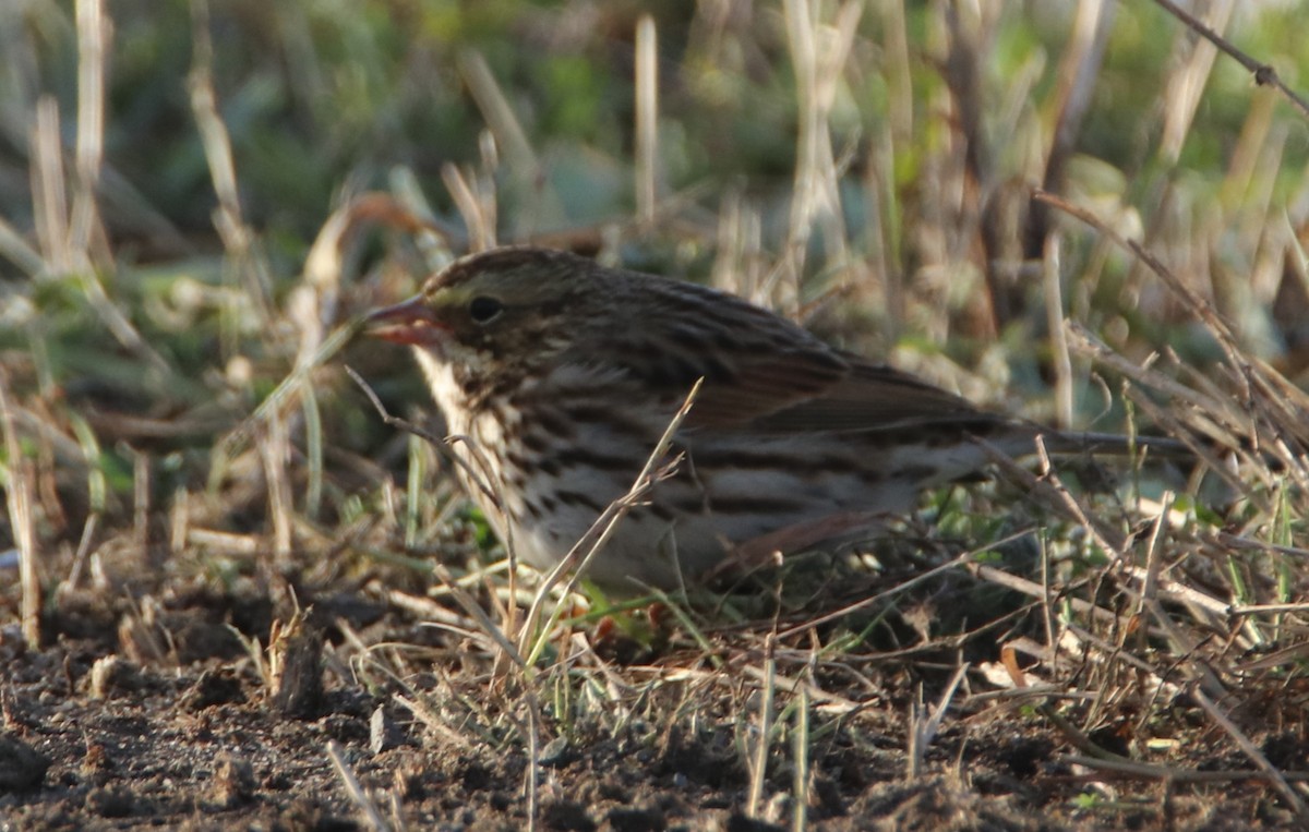 Savannah Sparrow - ML645524458