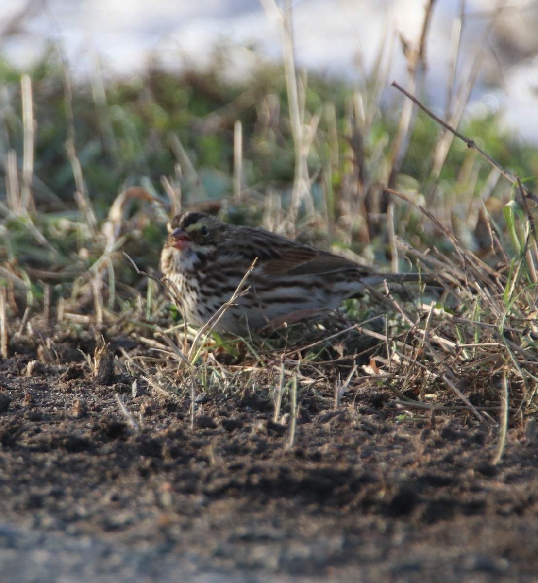 Savannah Sparrow - ML645524459