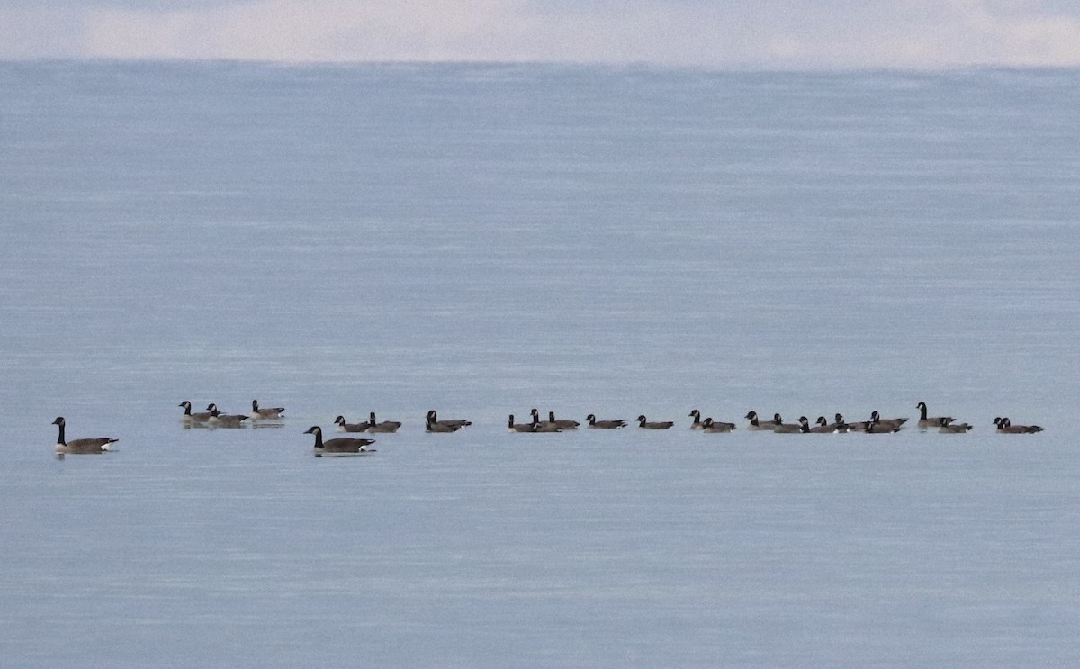 小加拿大雁 - ML645524468