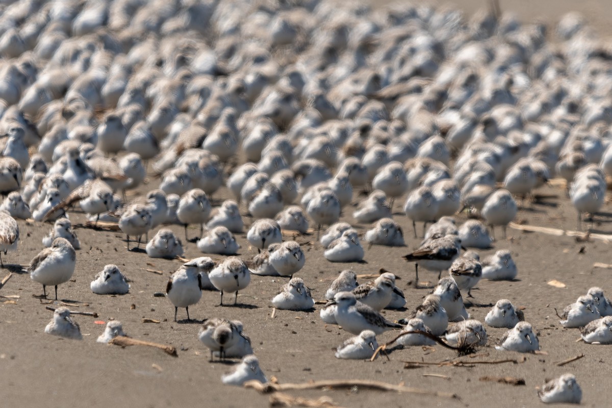 jespák písečný - ML645524472