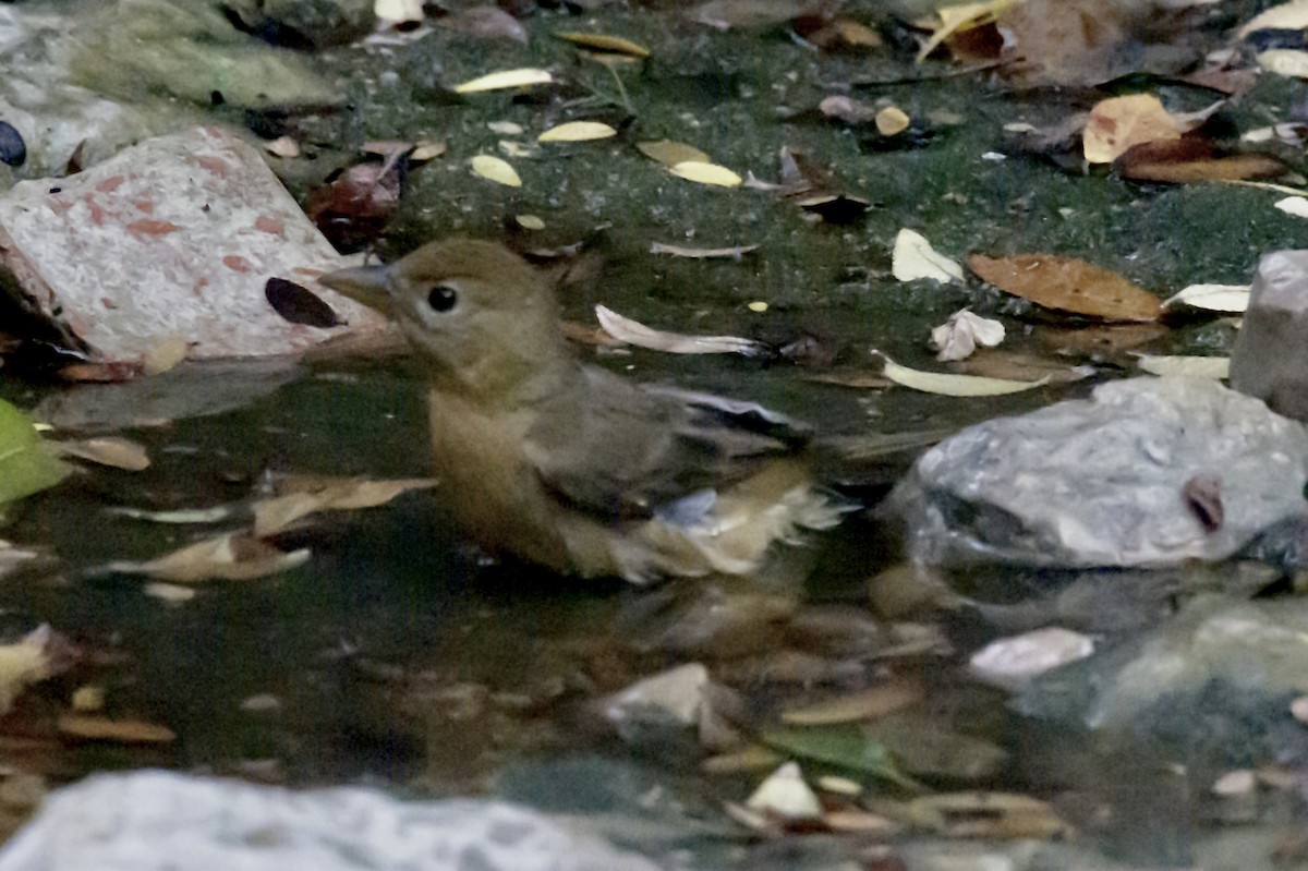 Sommerkardinal - ML645524487