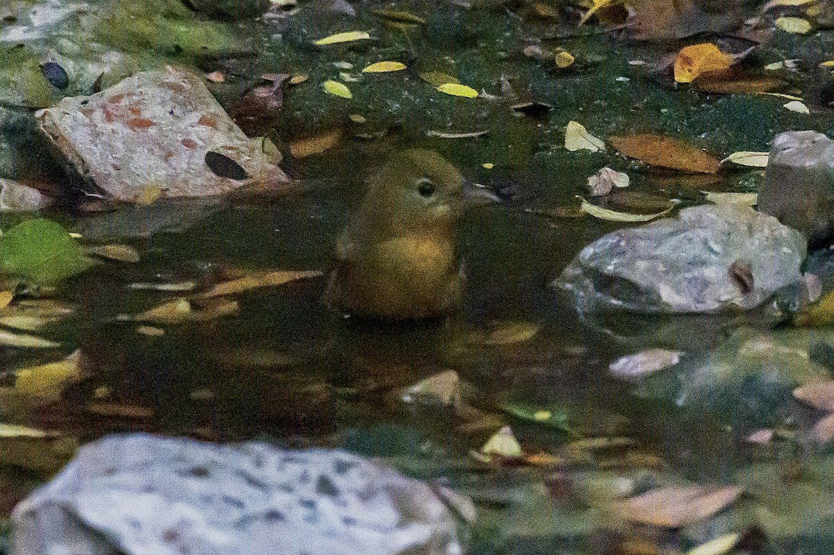 Sommerkardinal - ML645524488