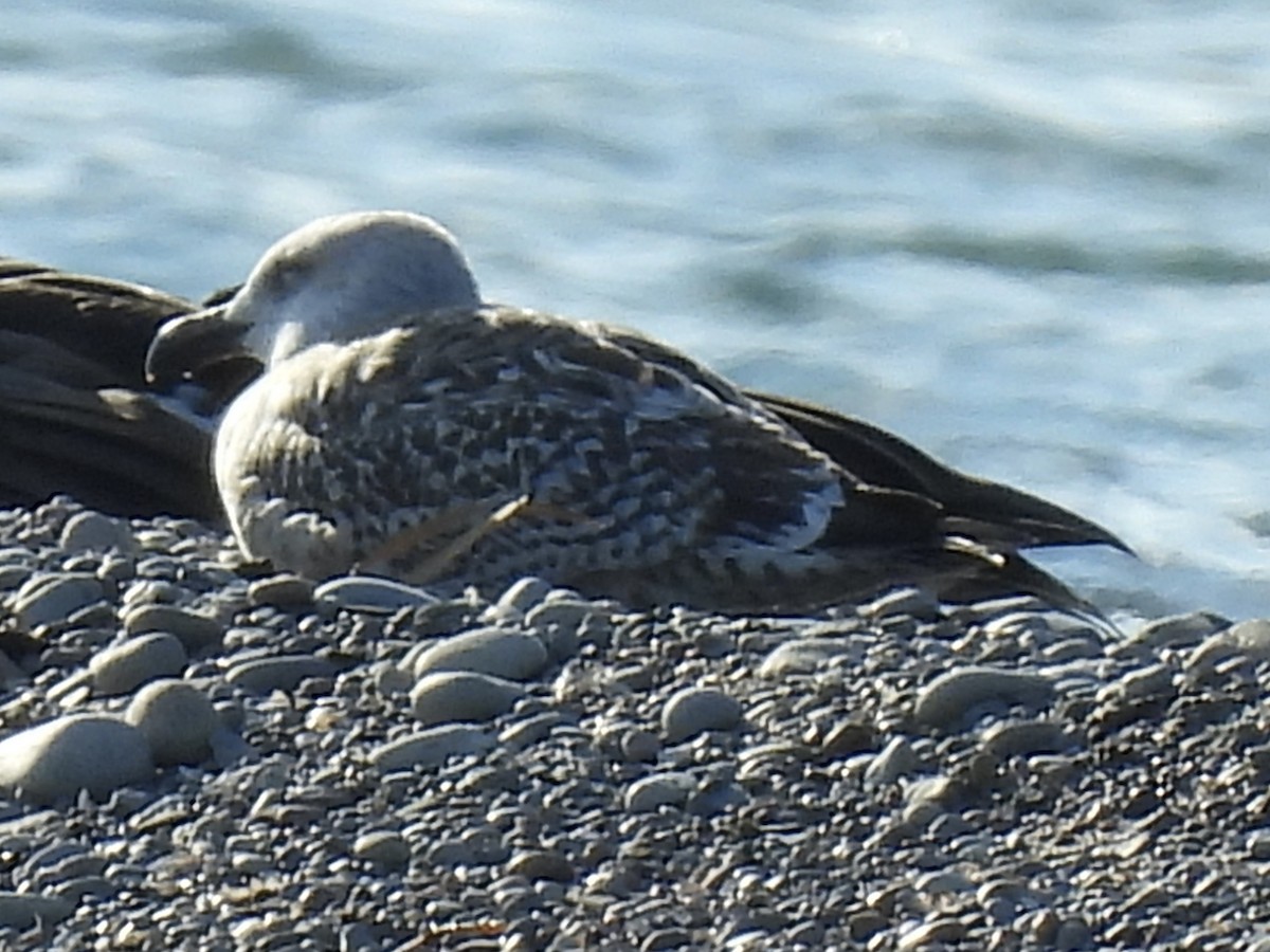 Büyük Kara Sırtlı Martı - ML645524506