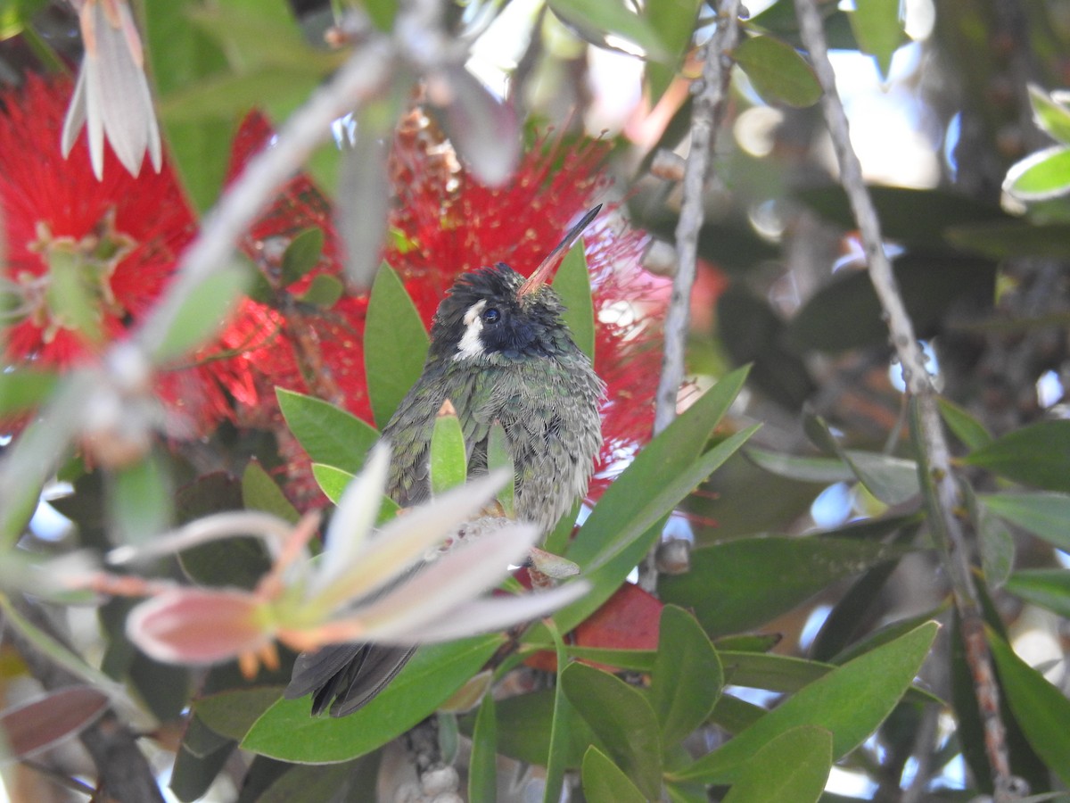 White-eared Hummingbird - ML645524513