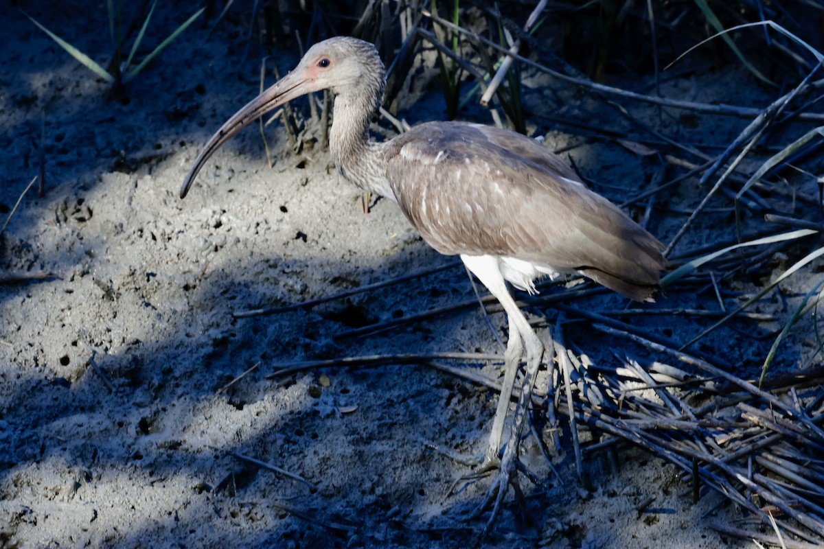 White Ibis - ML645524519