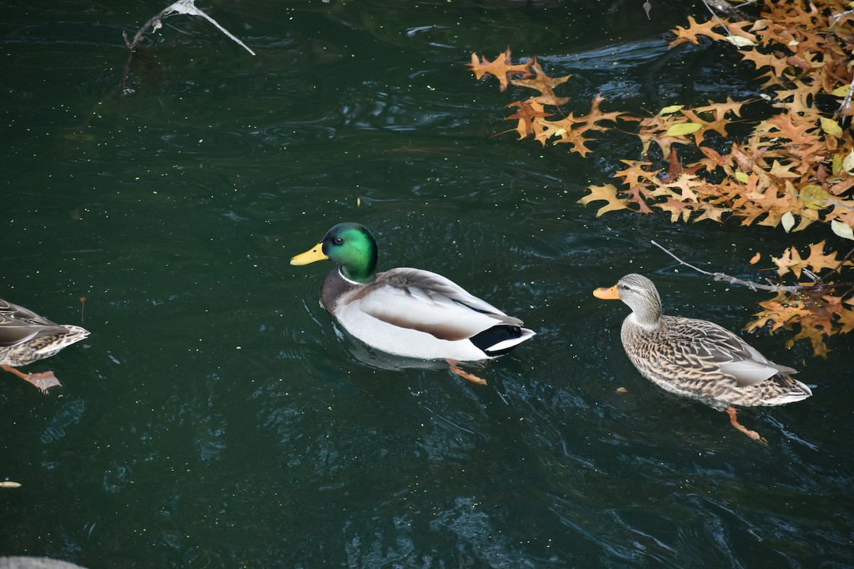 Зэрлэг нугас - ML645524544