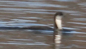 Pacific Loon - ML645524547