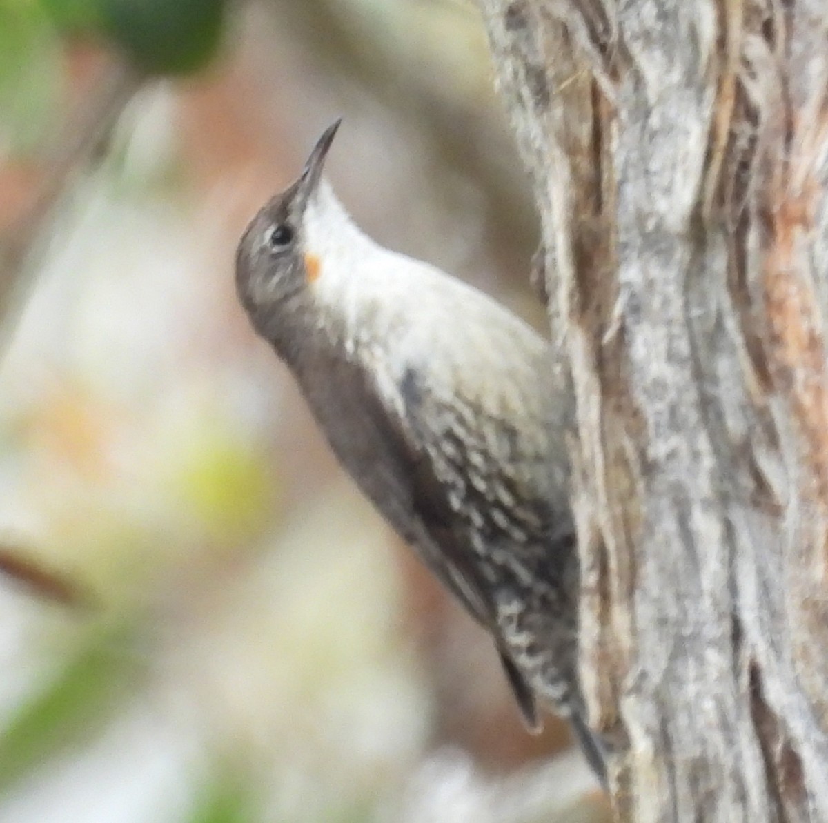 White-throated Treecreeper - ML645524552