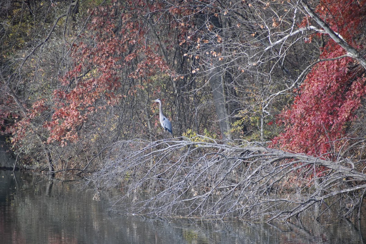 Great Blue Heron - ML645524554