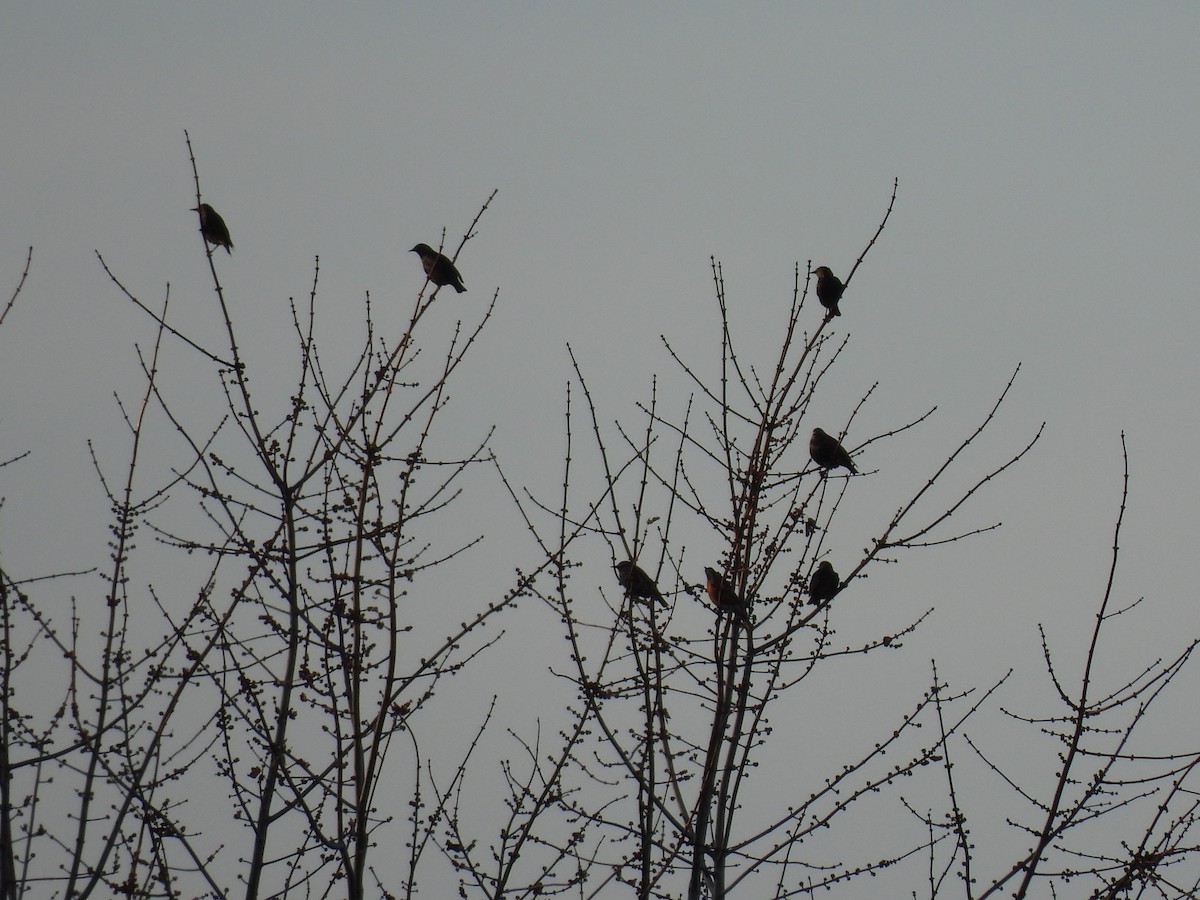 European Starling - ML645524556