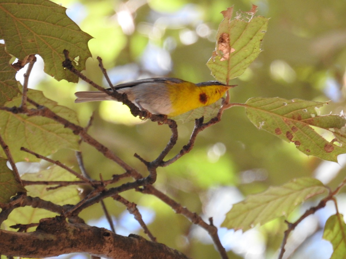 Crescent-chested Warbler - ML645524557