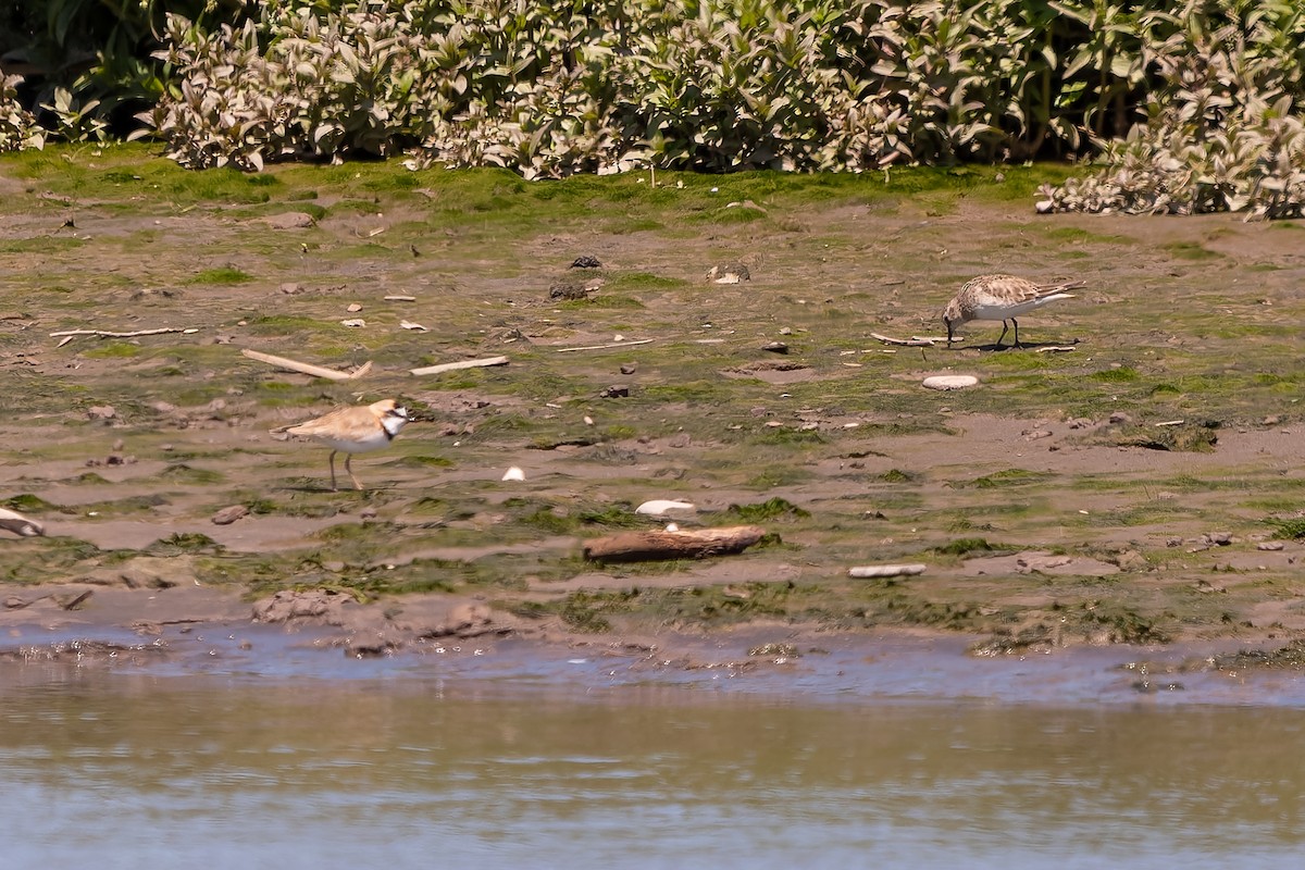 Collared Plover - ML645524560
