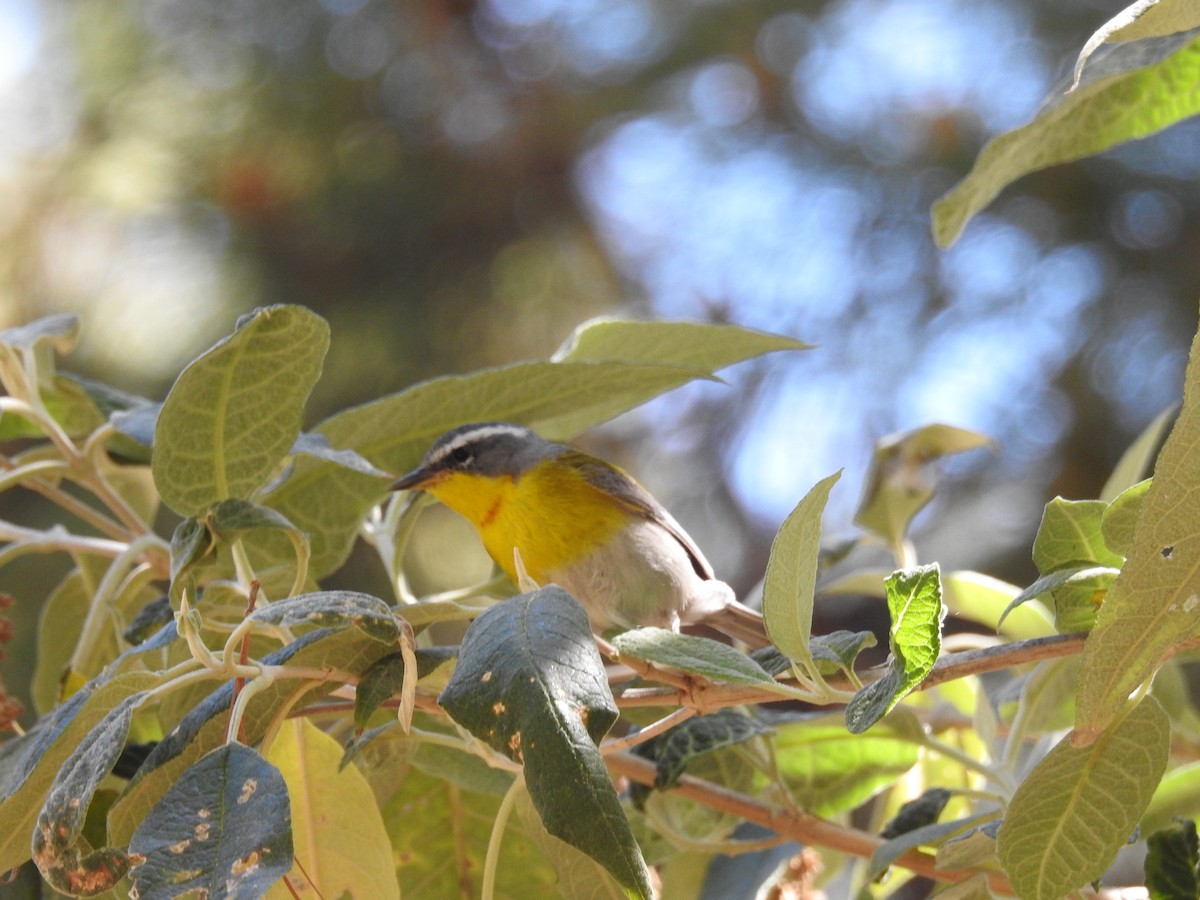 Crescent-chested Warbler - ML645524561