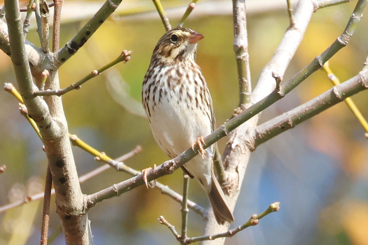 Savannah Sparrow - ML645524567